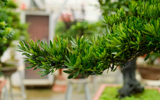 罗汉松扦插技巧