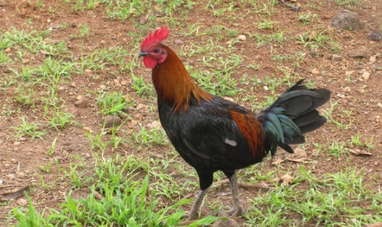 雞品種數量 雞品種數量