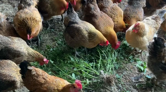 仿土雞與土雞差異