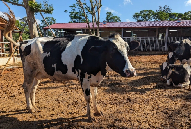 埔心牧場動物互動