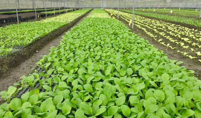新竹農場一日遊 新竹農場一日遊
