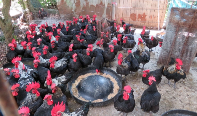 雞的種類 雞的種類