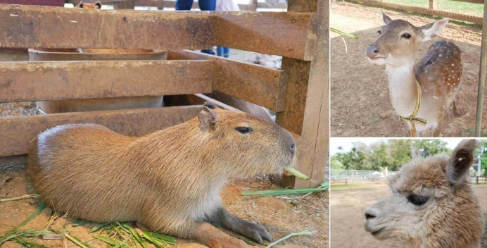 埔心牧場動物互動