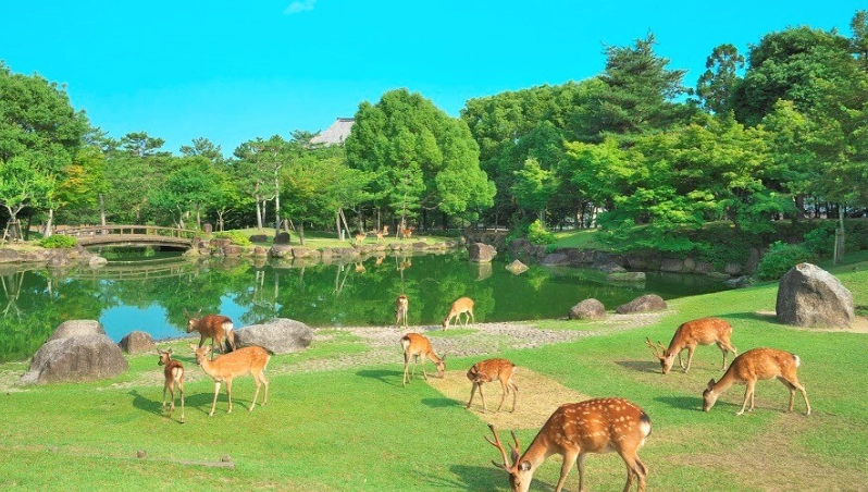 大阪京都奈良自由行