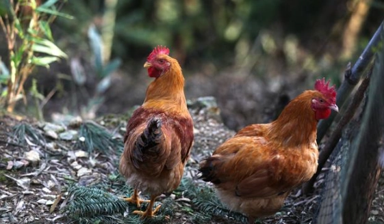 雞的分類 雞的分類
