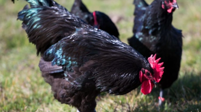 雞品種數量 雞品種數量