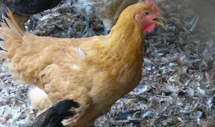 仿土雞選購技巧