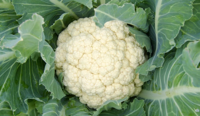 白花椰菜燙煮時間 白花椰菜燙煮時間