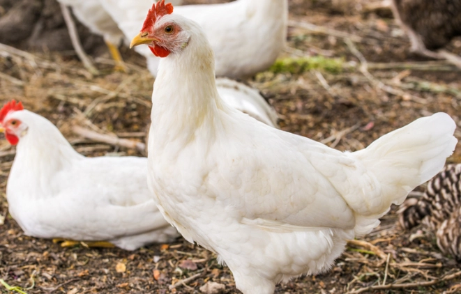雞的分類 雞的分類