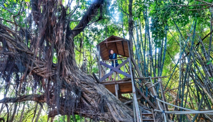 姥姥不老茶園區攻略