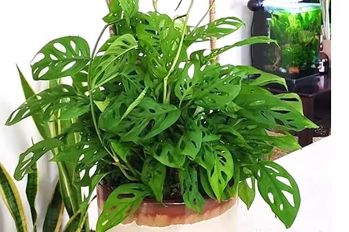 龜背芋價格 龜背芋價格