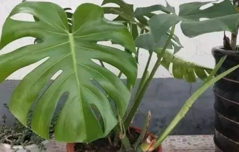 龜背芋養護方法 龜背芋養護方法