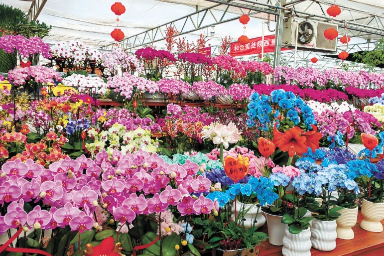 桃園買花攻略 桃園買花攻略