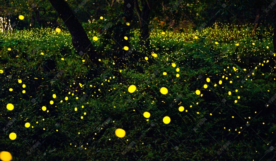 螢火蟲觀察技巧