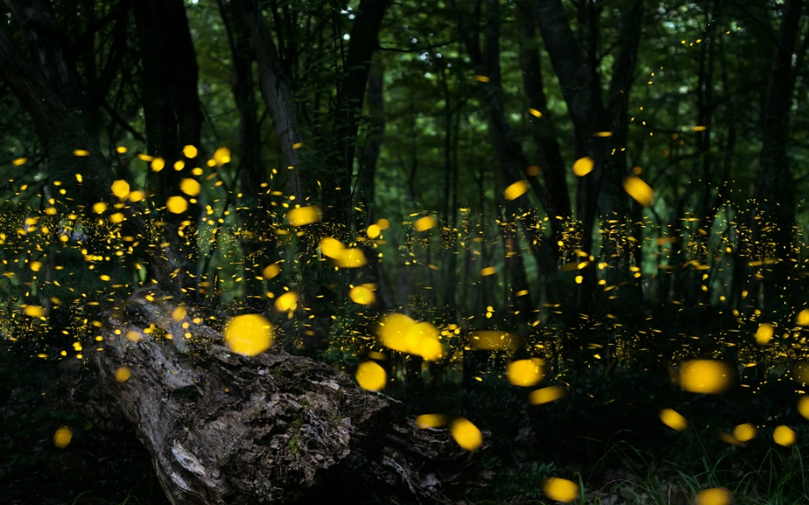 石碇螢火蟲觀賞