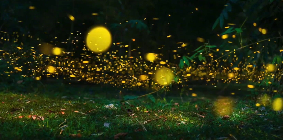 古厝螢火蟲 攝影技巧 古厝螢火蟲 攝影技巧