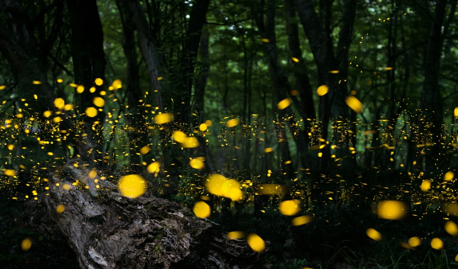 台灣螢火蟲季節