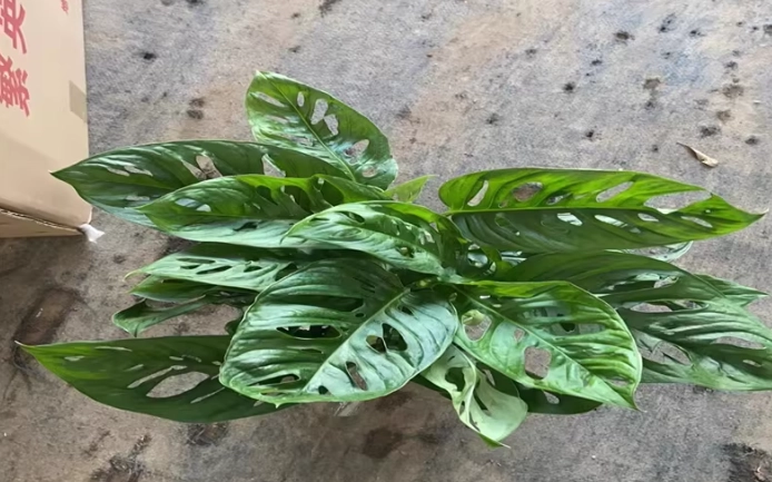 龜背芋價格 龜背芋價格