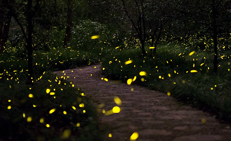 台灣古厝螢火蟲季節 台灣古厝螢火蟲季節