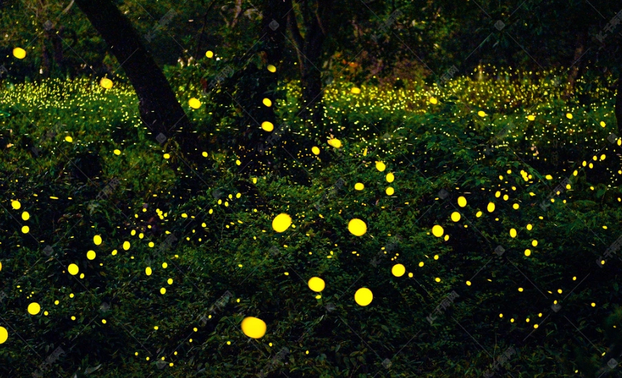 晶園休閒渡假村螢火蟲