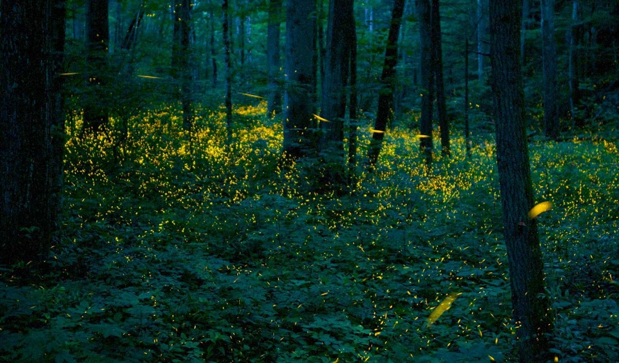 螢火蟲拍攝地點