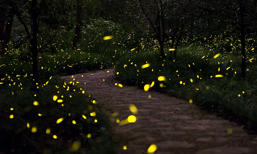 螢火蟲觀賞台灣