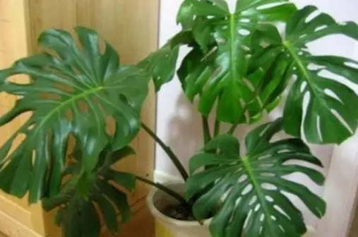 龜背芋養護方法 龜背芋養護方法