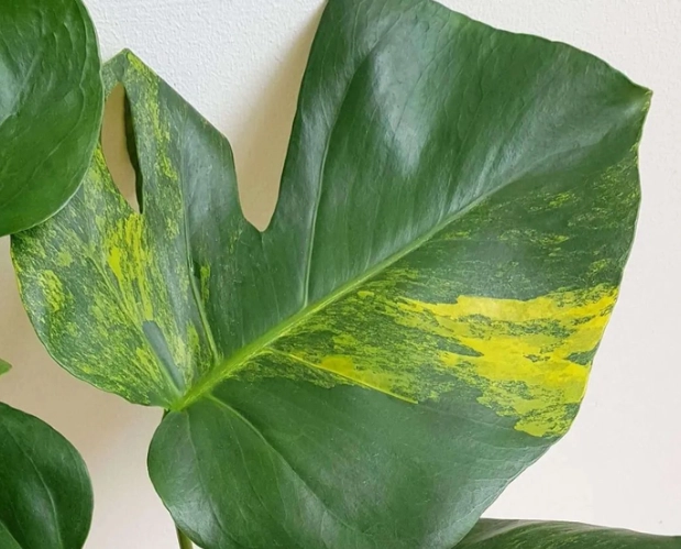 龜背芋價格 龜背芋價格