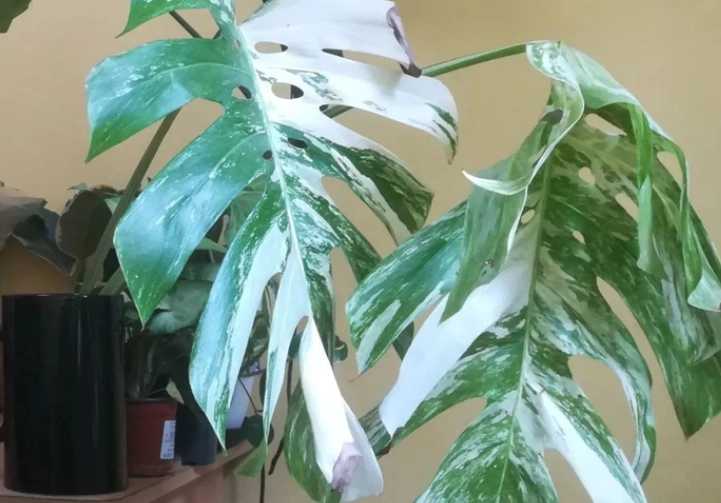 龜背芋養護方法 龜背芋養護方法