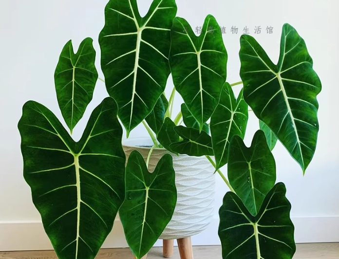 龜背芋價格 龜背芋價格