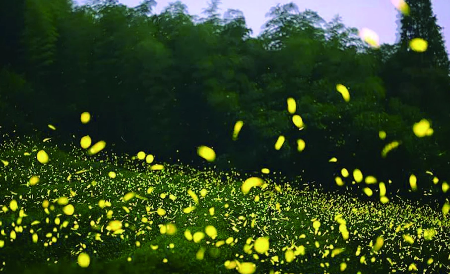 古厝螢火蟲 觀賞地點 古厝螢火蟲 觀賞地點