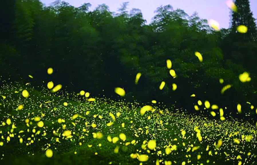 螢火蟲觀察技巧