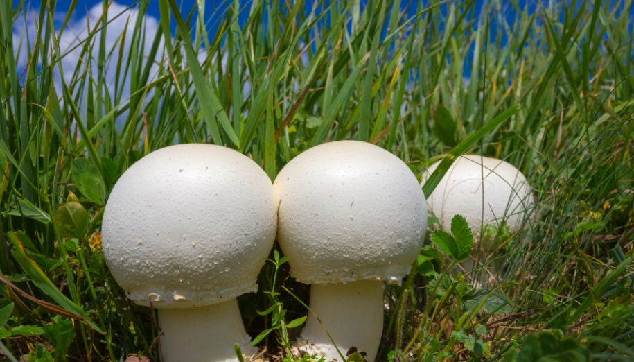 白蘑菇健康益處