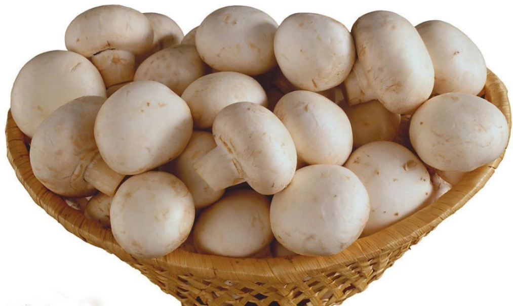 白蘑菇營養價值