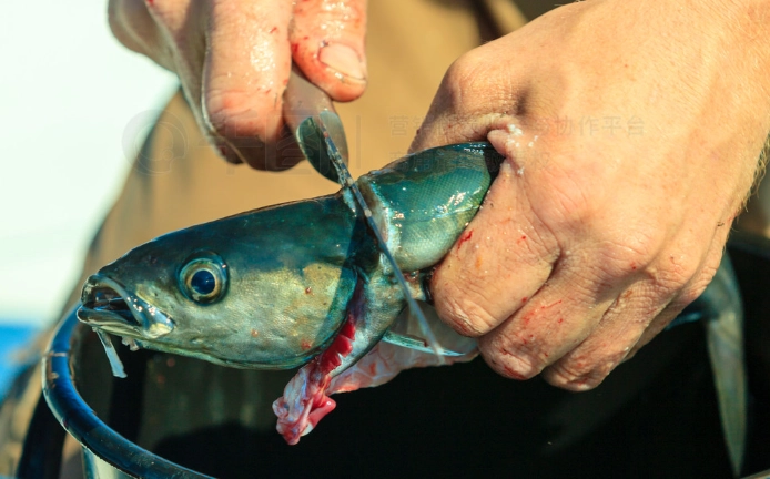魚類處理 魚類處理