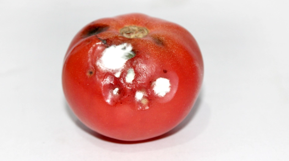 食物中毒預防 食物中毒預防