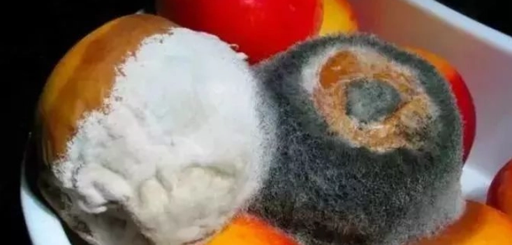 變質食物危害 變質食物危害