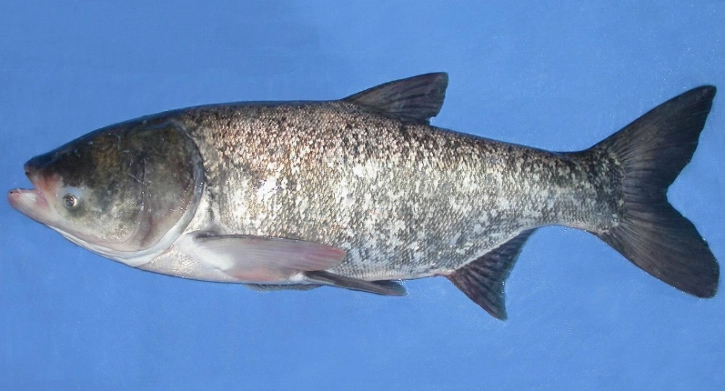 食物放常溫可以放多久 食物放常溫可以放多久