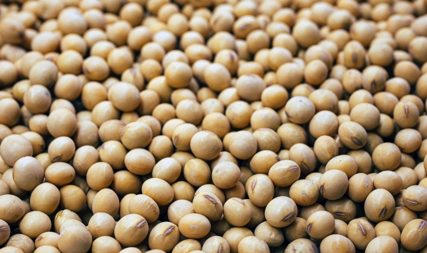 大豆分離蛋白副作用 大豆分離蛋白副作用