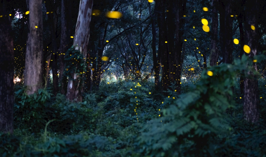 杉林溪螢火蟲季