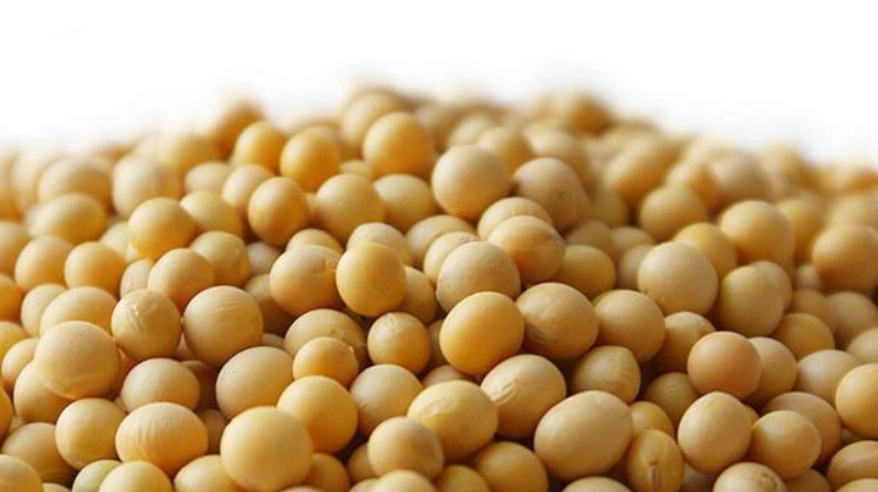 植物蛋白缺點 植物蛋白缺點