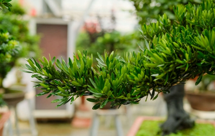 盆景繁殖技巧 盆景繁殖技巧