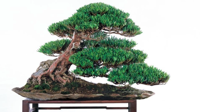 羅漢松嫁接方法 羅漢松嫁接方法