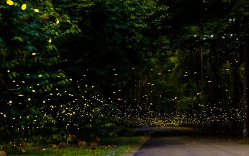 螢火蟲拍攝技巧