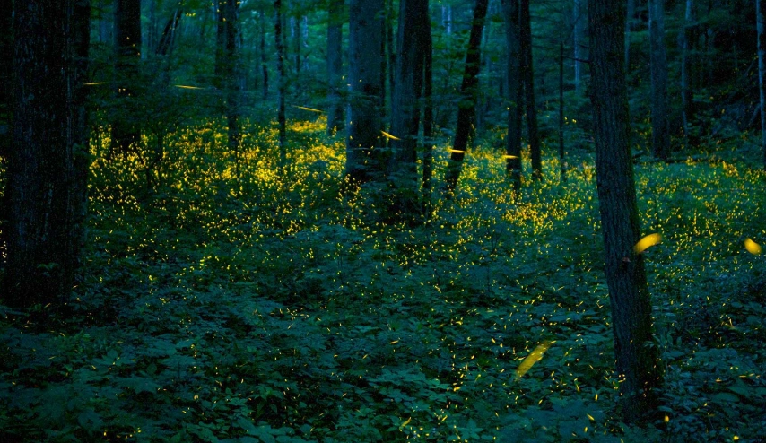 拍螢火蟲相機設定