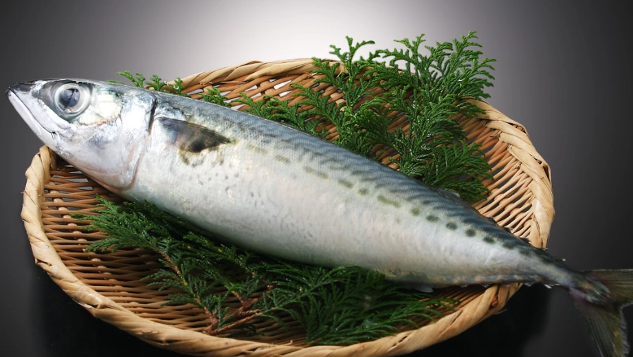 鯖魚汞含量