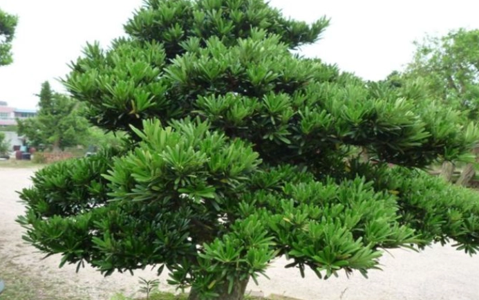 盆栽澆水技巧 盆栽澆水技巧