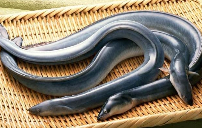 鱔魚料理熱量 鱔魚料理熱量