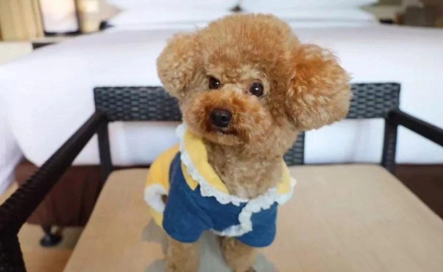 鹿港寵物友善 鹿港寵物友善