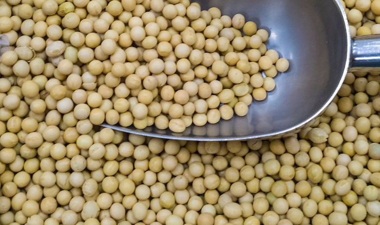 大豆分離蛋白副作用 大豆分離蛋白副作用